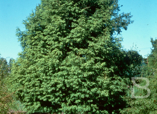 metasequoia glyptostroboides schirrmanns nordlicht