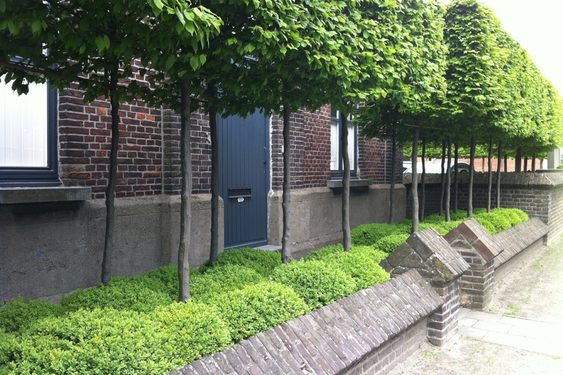 Bomen in blokhagen creëren groene voortuin Belleplant