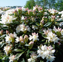 https://www.belleplant.be/Cached/3476/piece/262x263/Rhododendron-CunninghamsWhite-1.jpg