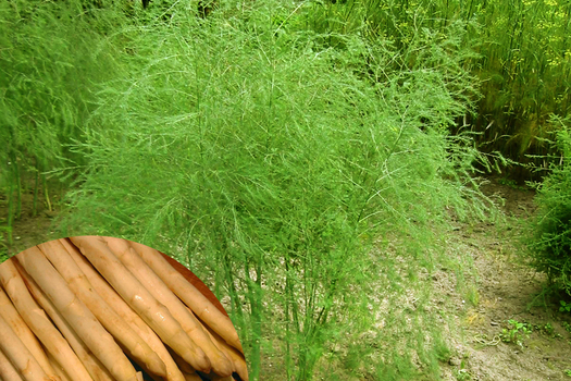 Asparagus officinalis 'Argenteuil' *