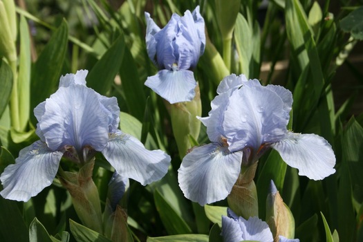 Iris 'Blue Denim'
