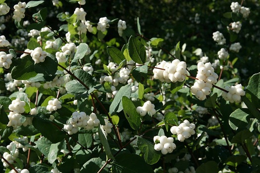 Symphoricarpos doorenbosii 'White Hedge'