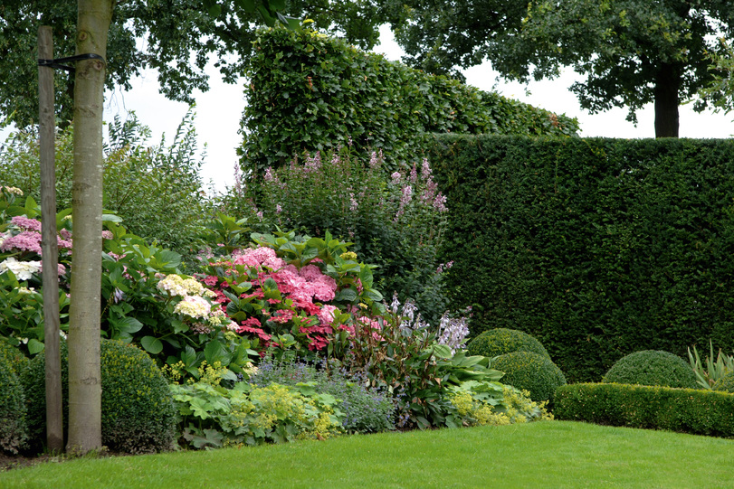 Gekleurde hortensia border onder bomen Belleplant