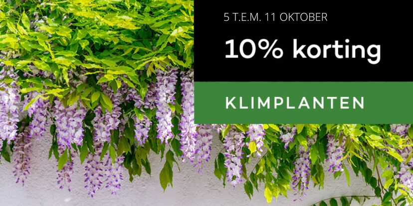 Actie: nu 10% korting op de klimplanten! 